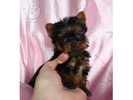 PoulaTo: Yorkie Puppies Άντρες & Γυναίκες