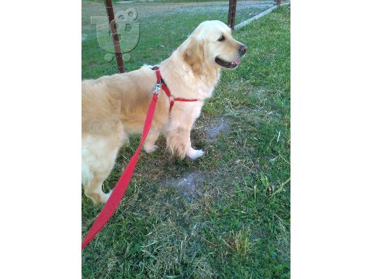 PoulaTo: Κουτάβια Golden Retriever θα είναι διαθέσιμα
