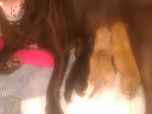 PoulaTo: Pit bull