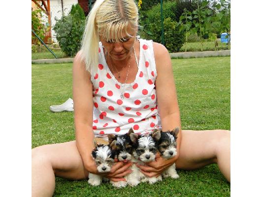 PoulaTo: 2 χαριτωμένο biewer yorkshire Terrier (αρσενικό και θηλυκό)