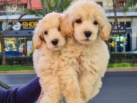 PoulaTo: Caniche mini - Κανίς μίνι
