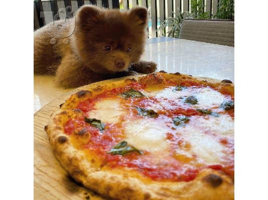 PoulaTo: POMERANIAN