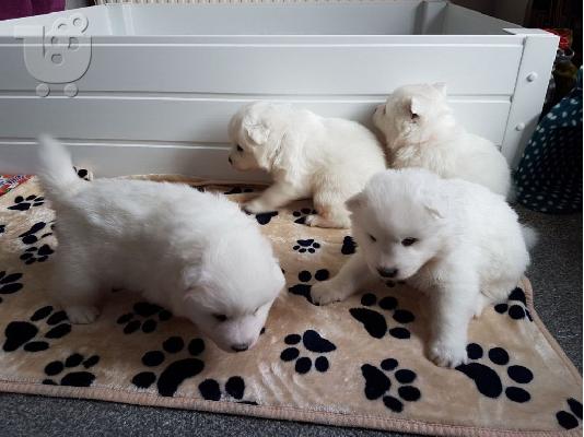 PoulaTo: Εκπληκτικό καθαρό λευκό Samoyed κουτάβια