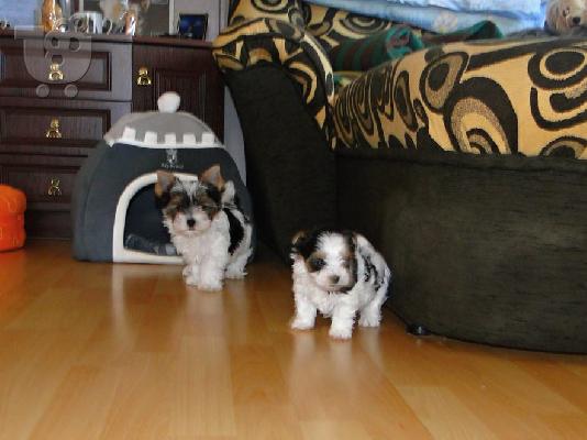 PoulaTo: μίνι κουτάβι Biewer-Yorksire-Terrier
