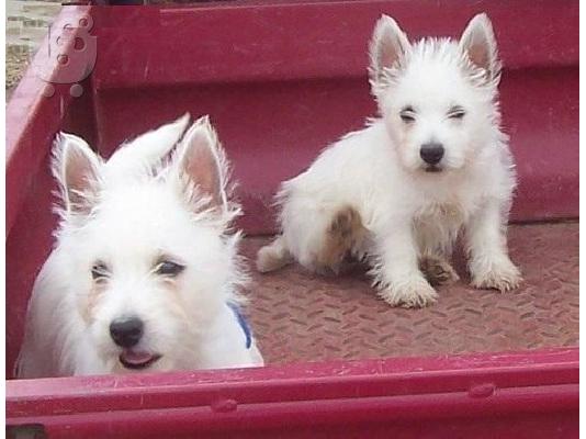 PoulaTo: West highland