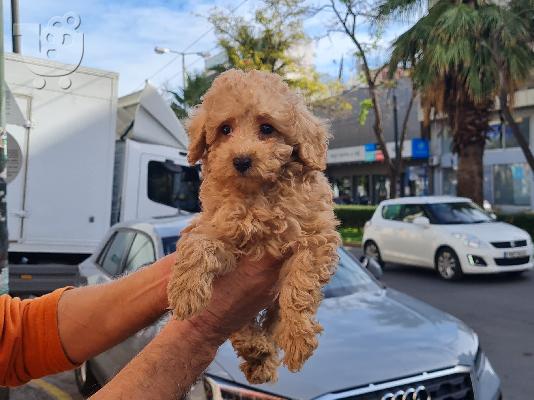 PoulaTo: Poodle apricot mini - Κανίς βερυκοκί μίνι