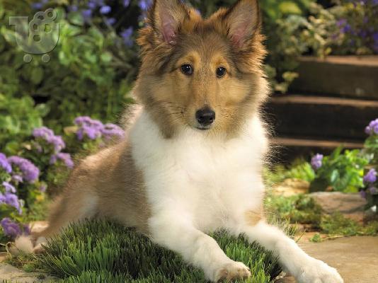 Collie - Κόλεϊ