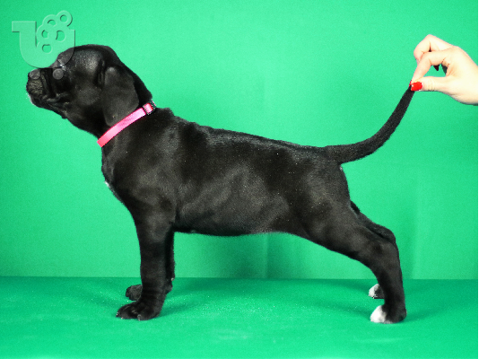 Πουλάκια Cane Corso προς πώληση