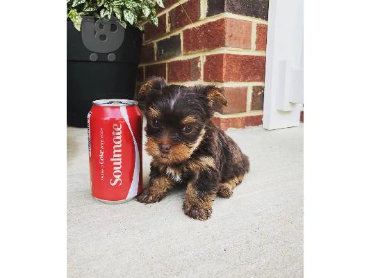 Μικρή Yorkie