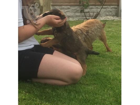 Κουτάβια Muffin Border Terrier