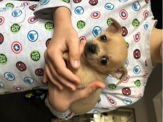 Χαριτωμένα κουτάβια Chihuahua σοκολάτας