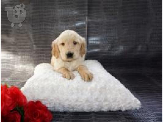 X μάζα τεριέ Golden Retriever