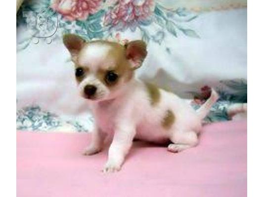 αγάπη και σπίτι έθεσε κουτάβια Chihuahua