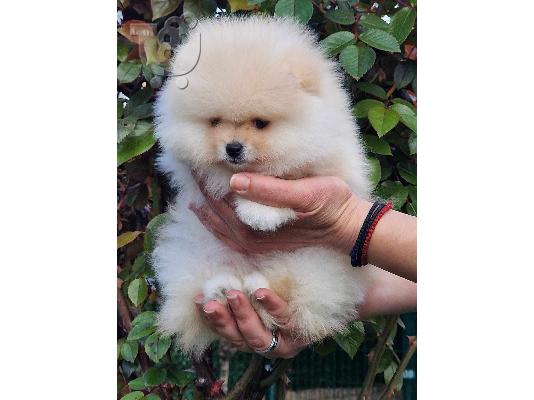 Pomeranian Spitz κουτάβια