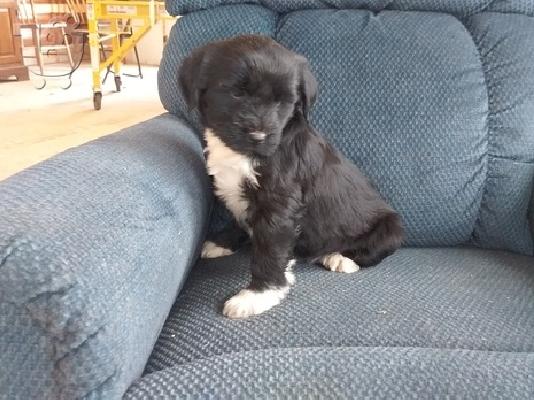 PoulaTo: Tibetan Puppies