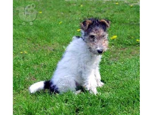 Fox Terrier Diathésima arseniká kai thilyká.