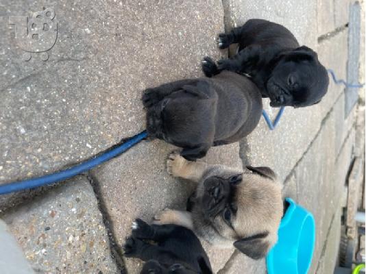 PoulaTo: Όμορφα κουτάβια Pug για καλό σπίτι