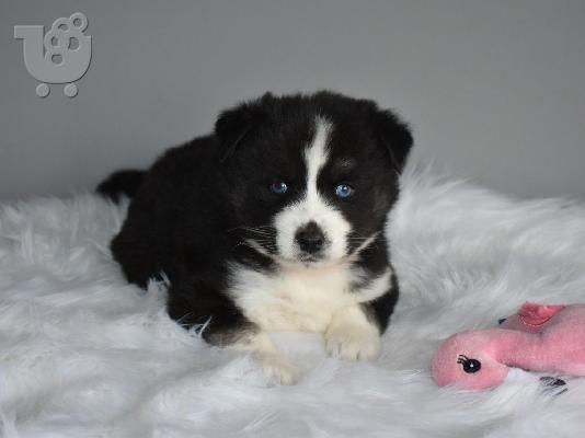 Zapanjujući psići Pomsky kontaktirajte me putem (whatsapp 32460219218) ili (viber 23767957...