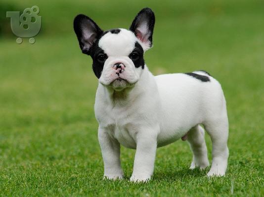 PoulaTo: Sweet French Bulldog puppy