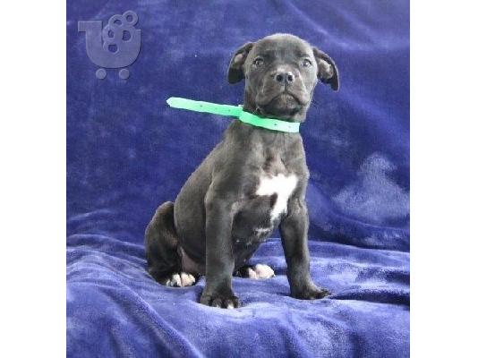 PoulaTo: Boerboel puppies available