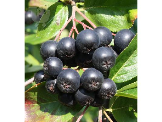 PoulaTo: αρώνια - aronia - φυτά προς πώληση