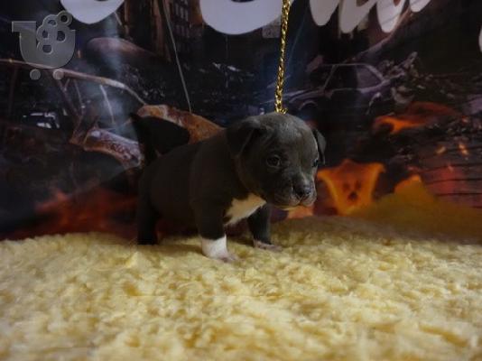 PoulaTo: UKC bluenose, μπλε κουτάβια pitbull κουτάβια