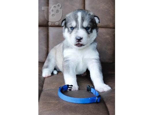 beuatiful SIBERAN HUSKY κουτάβι διαθέσιμο για υιοθεσία
