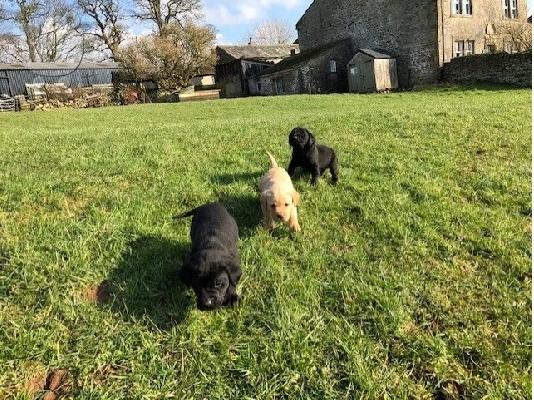 Labrador Puppies