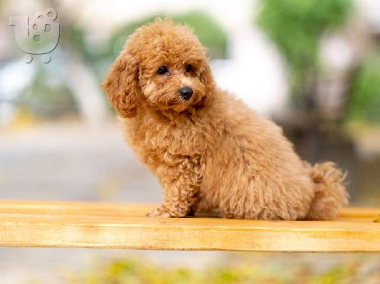 PoulaTo: Maltipoo
