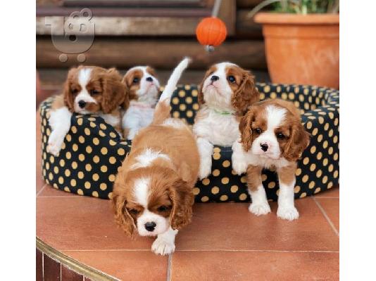 PoulaTo: Κουτάβια Cavalier King Charles