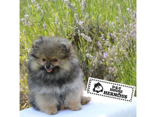 Κουτάβια Pomeranian Spitz