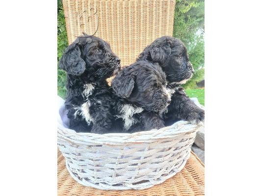 Berndoodle κουτάβια