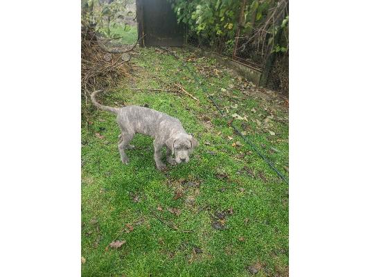 Cane Corso κουτάβια