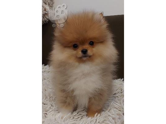 Pomeranians Boo κουτάβια