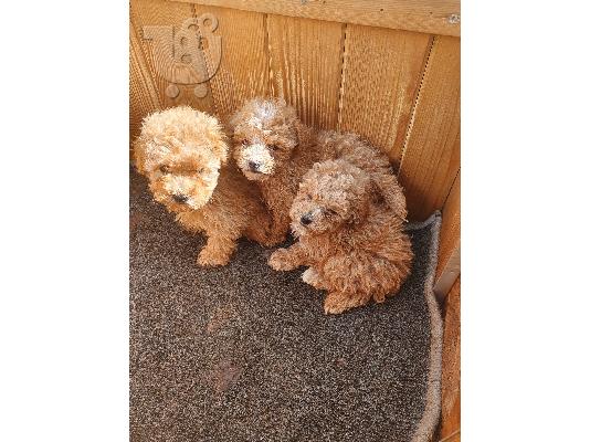 PoulaTo: Όμορφα κουτάβια Maltipoo