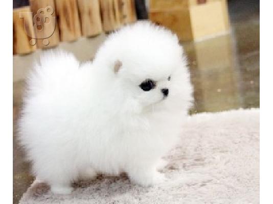 όμορφα Pomeranian Puppies προς πώληση