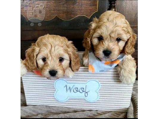 Όμορφα κουτάβια Cavapoo