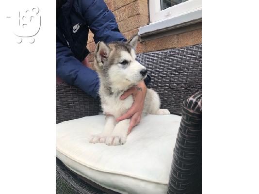 Alaskan Malamute κουτάβια για υιοθεσία