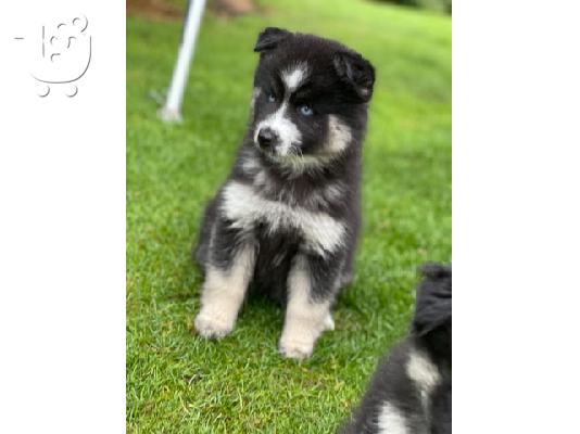 PoulaTo: Πωλούνται κουτάβια Pomsky