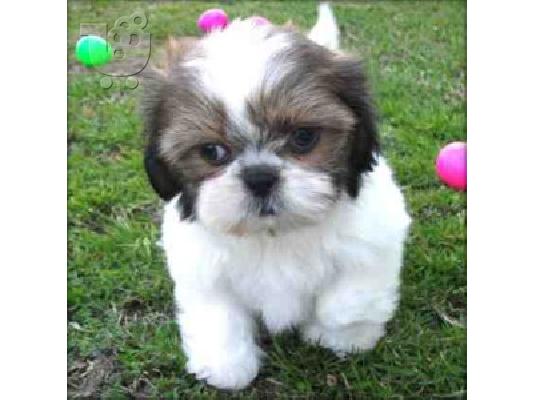 PoulaTo: Γλυκά κουτάβια Shih Tzu για υιοθεσία