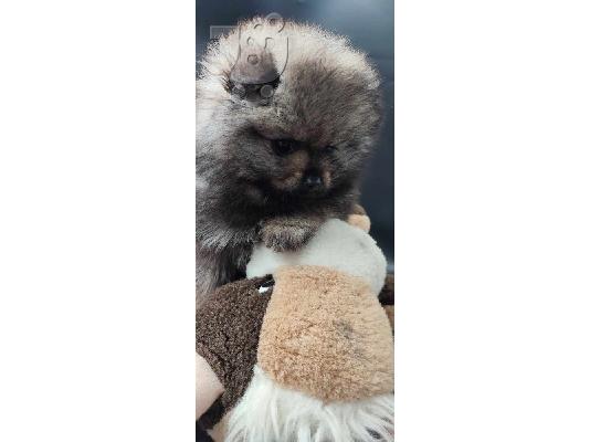Όμορφα κουτάβια Pomeranian
