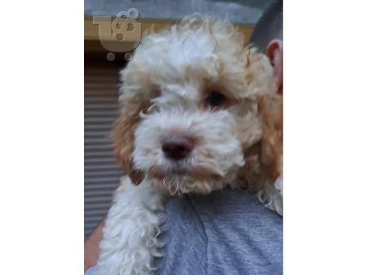 Lagotto Romagnolo κουτάβια