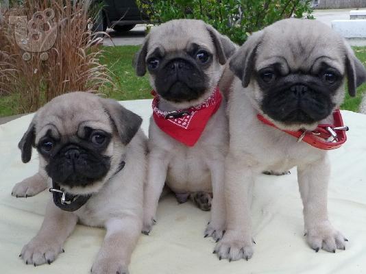 PoulaTo: Pug