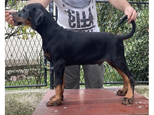 PoulaTo: Doberman - Ντόμπερμαν
