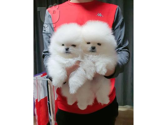 PoulaTo: Γλυκά κουτάβια Pomeranian