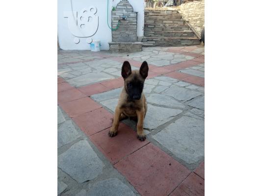 Malinois καθαρόαιμα