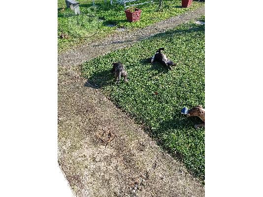 Πωλούνται presa canario
