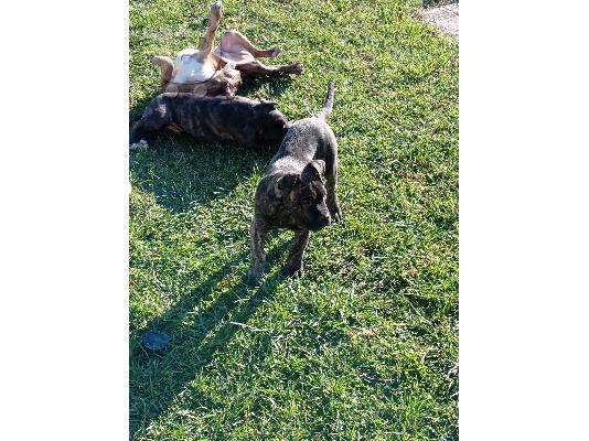 Πωλούνται presa canario