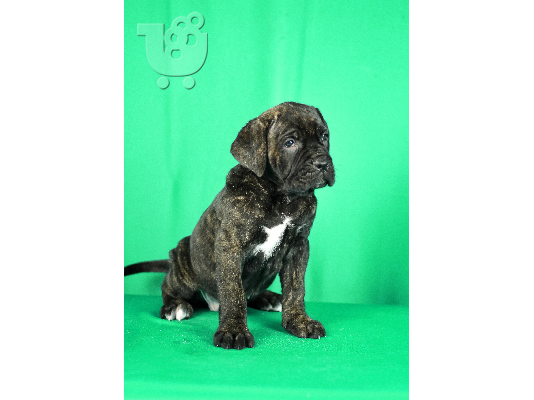 Πουλάκια Cane Corso προς πώληση
