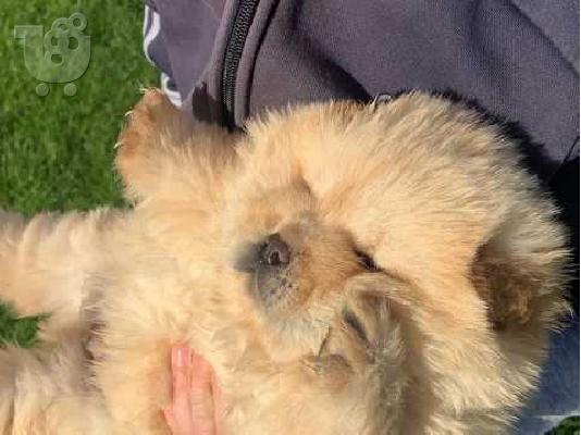 PoulaTo: ΔΙΑΘΕΣΙΜΟ ΠΟΛΥ ΚΑΛΕΣ ΕΚΠΤΩΣΗ CHOW CHOW